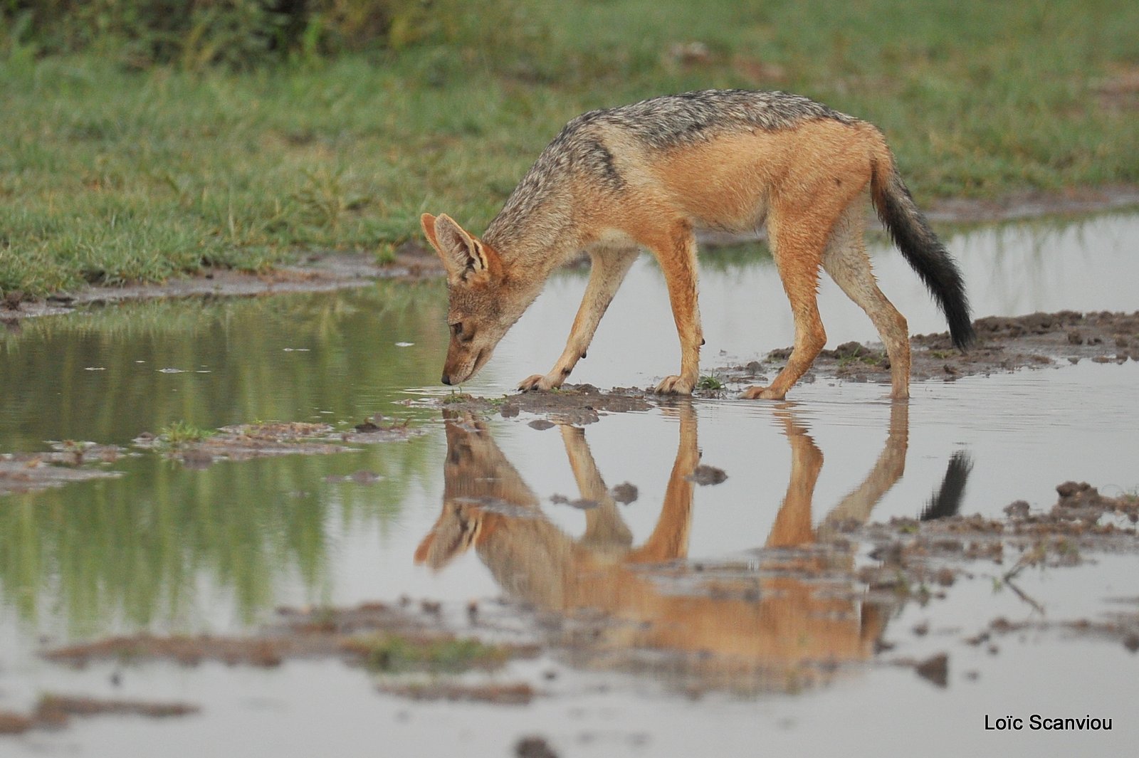 Chacal à chabraque/Black-backed Jackal (6)