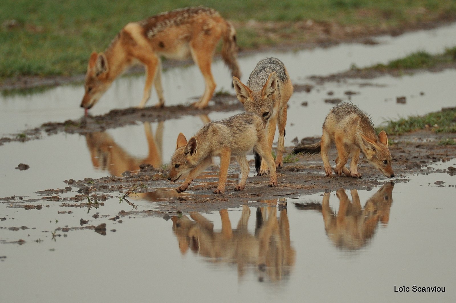 Chacal à chabraque/Black-backed Jackal (8)