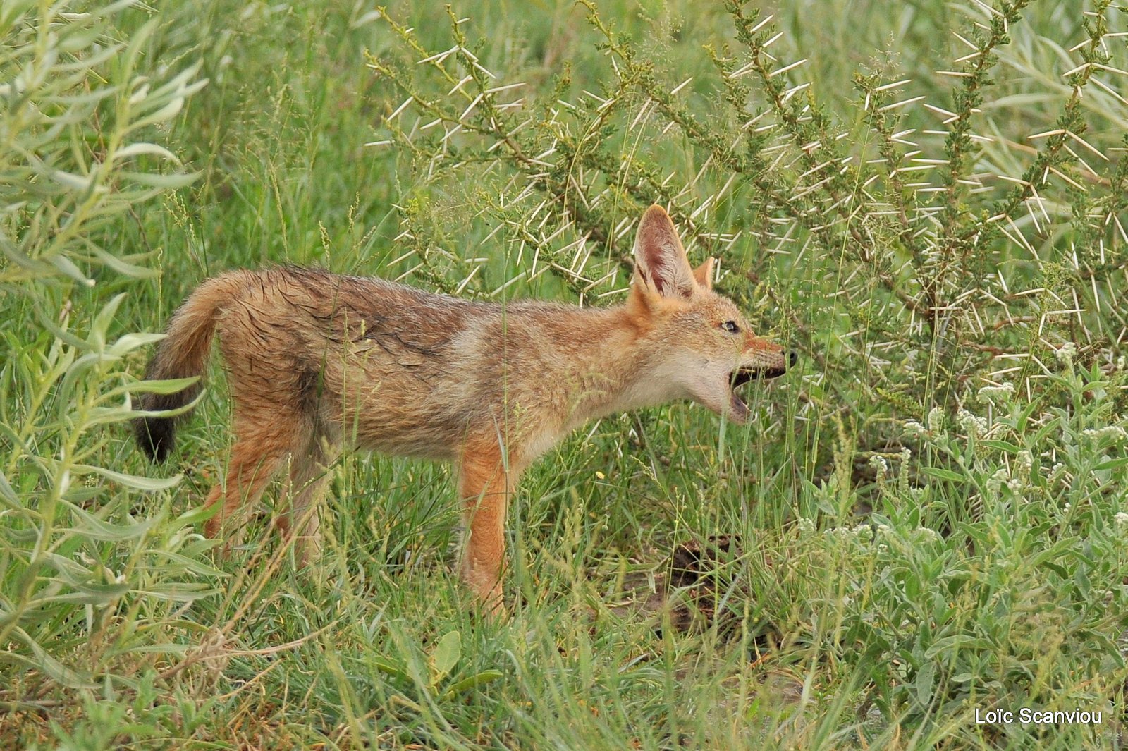 Chacal à chabraque/Black-backed Jackal (9)