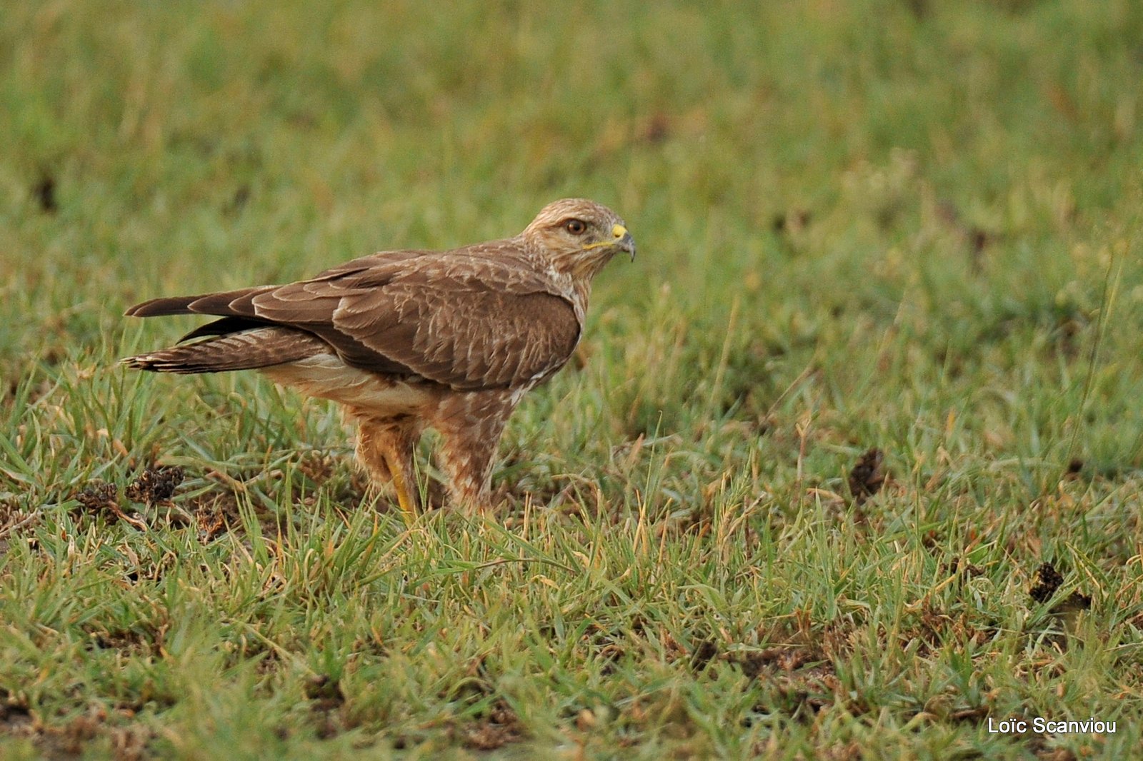 Buse variable/Common Buzzard (4)