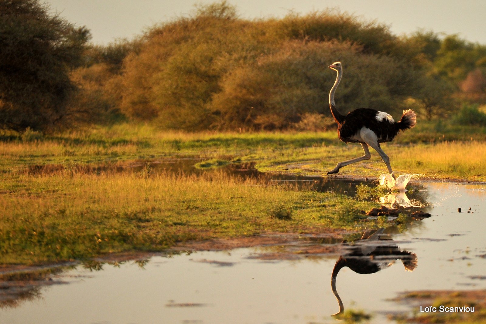 Autruche d'Afrique/Common Ostrich (5)