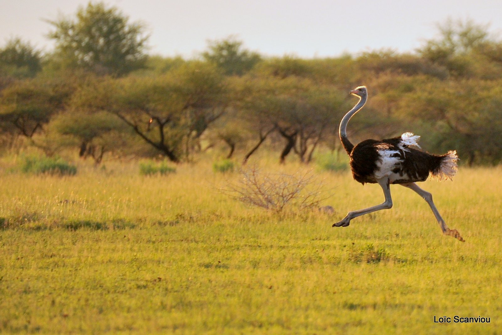 Autruche d'Afrique/Common Ostrich (6)