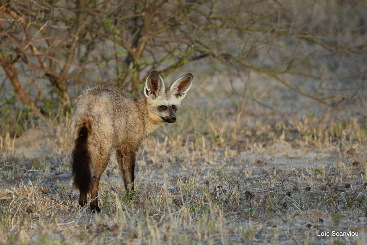 Otocyon/Bat-eared Fox (1)