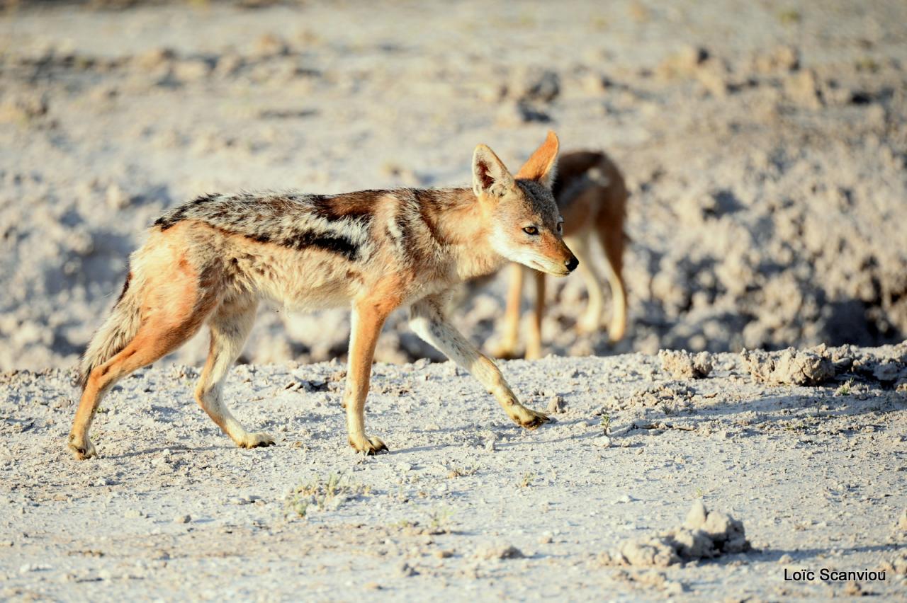 Chacal à chabraque/Black-backed Jackal (1)