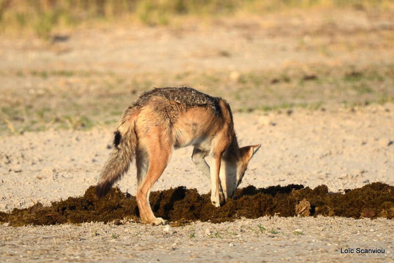 Chacal à chabraque/Black-backed Jackal (2)