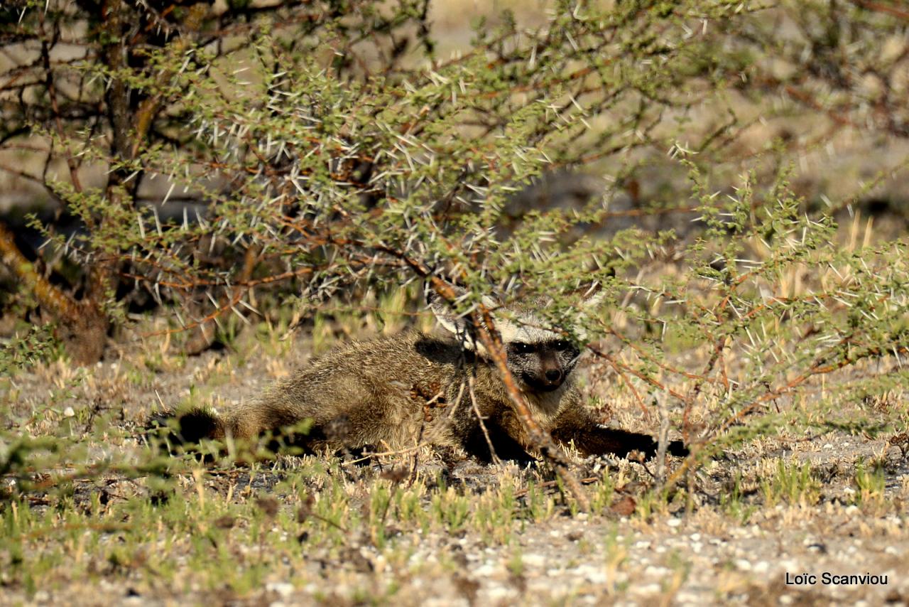 Otocyon/Bat-eared Fox (2)