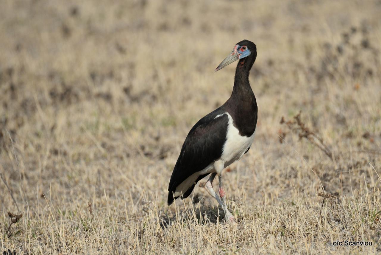 Cigogne d'Abdim/Abdim's Stork (1)