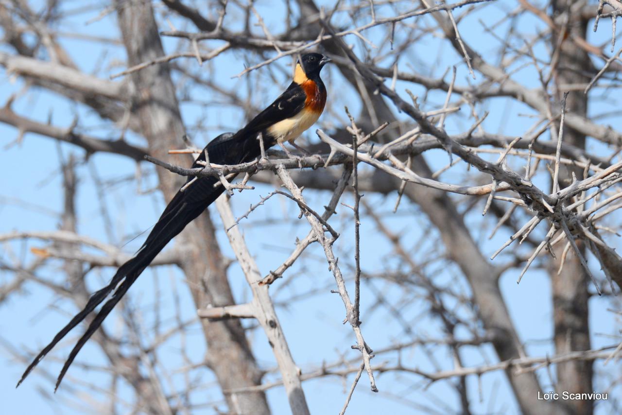 Veuve de paradis/Long-tailed Paradise Whydah (1)