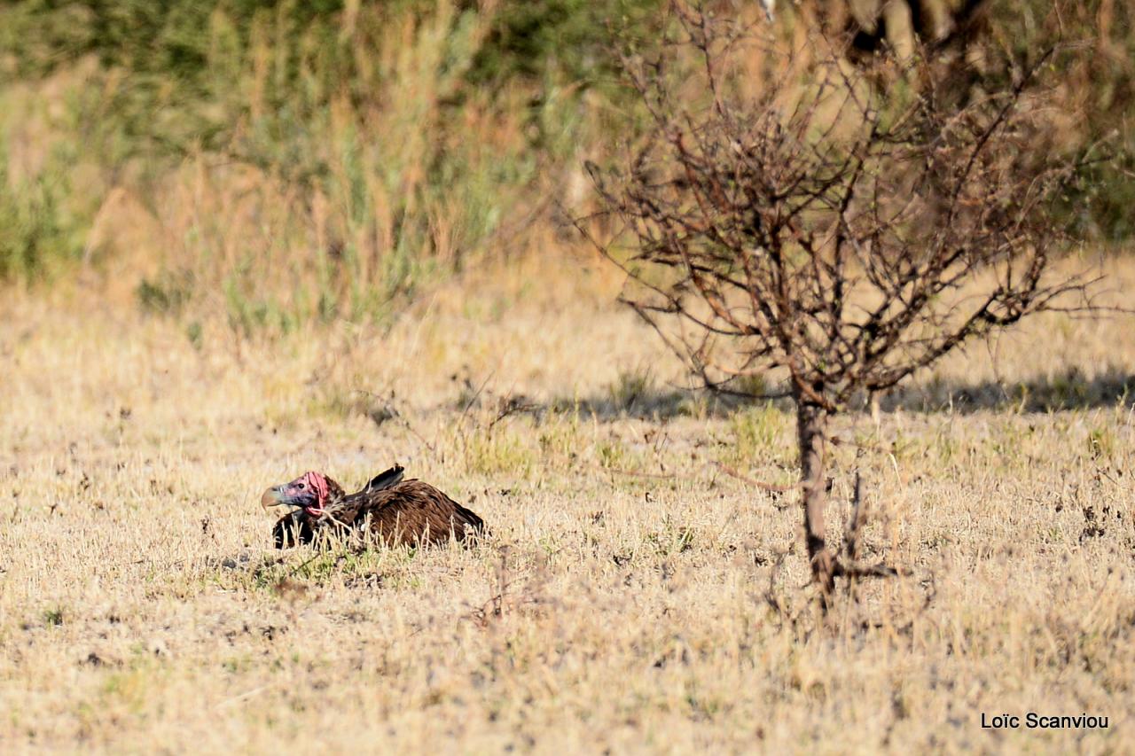 Vautour oricou/Lappet-faced Vulture (1)