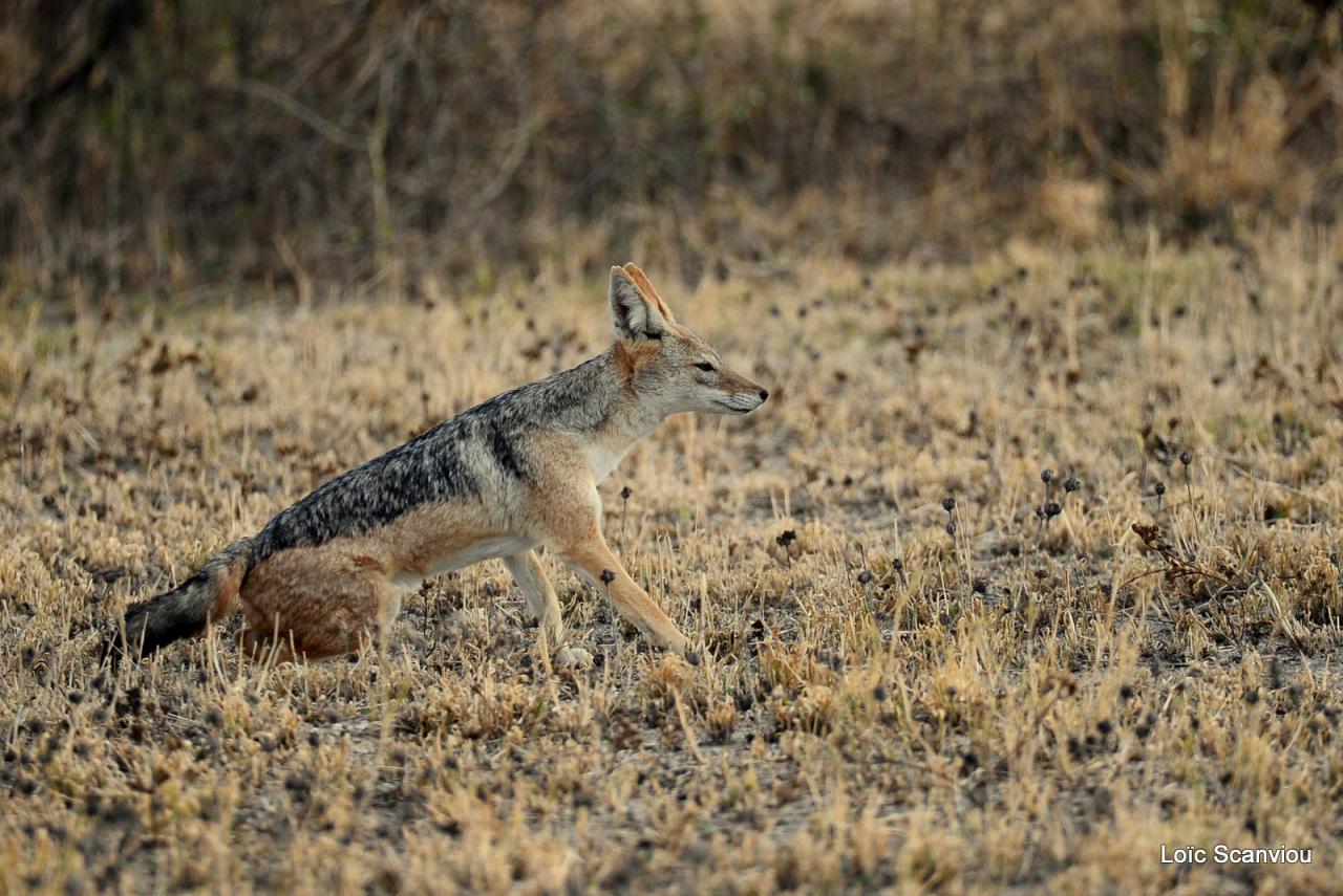 Chacal à chabraque/Black-backed Jackal (3)