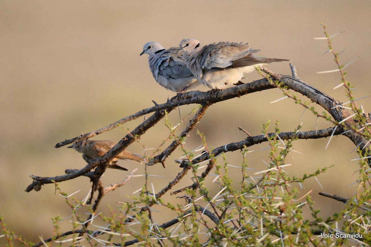 Tourterelle pleureuse/African Mourning Dove (1)