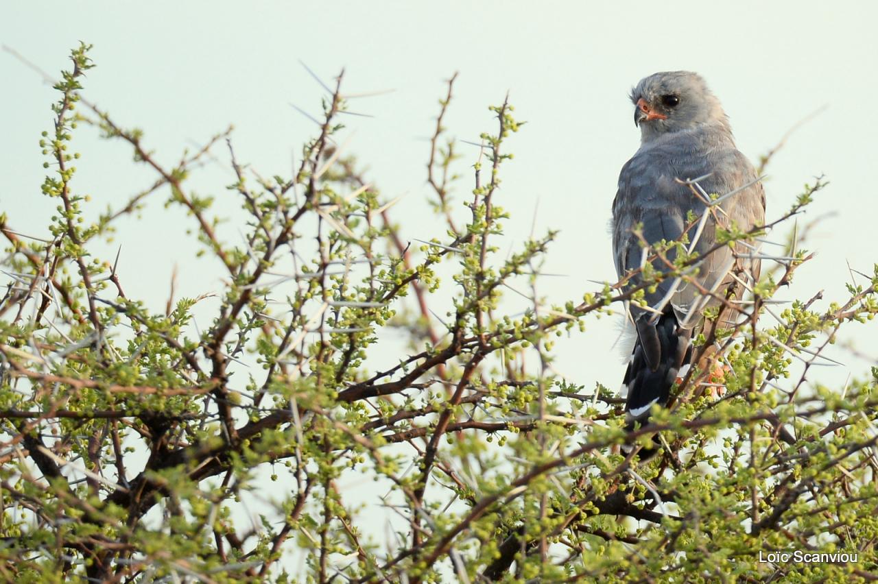 Autour/Goshawk (1)