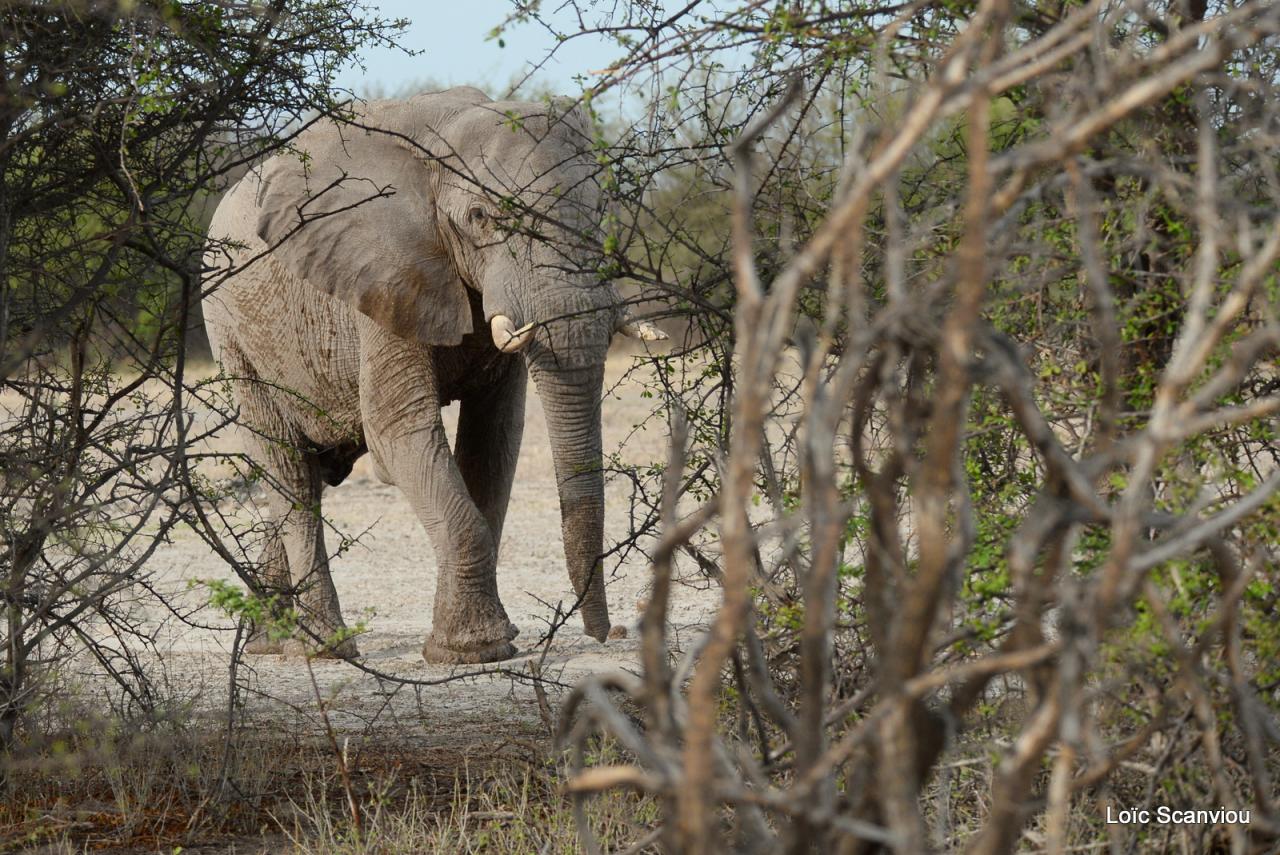 Eléphant (23)