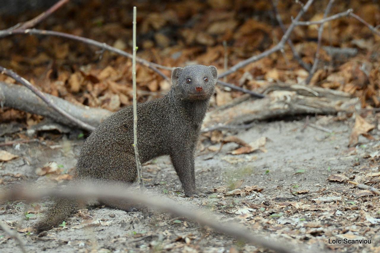 Mangouste/Mongoose (1)