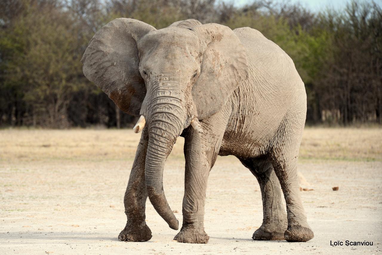 Eléphant (32)