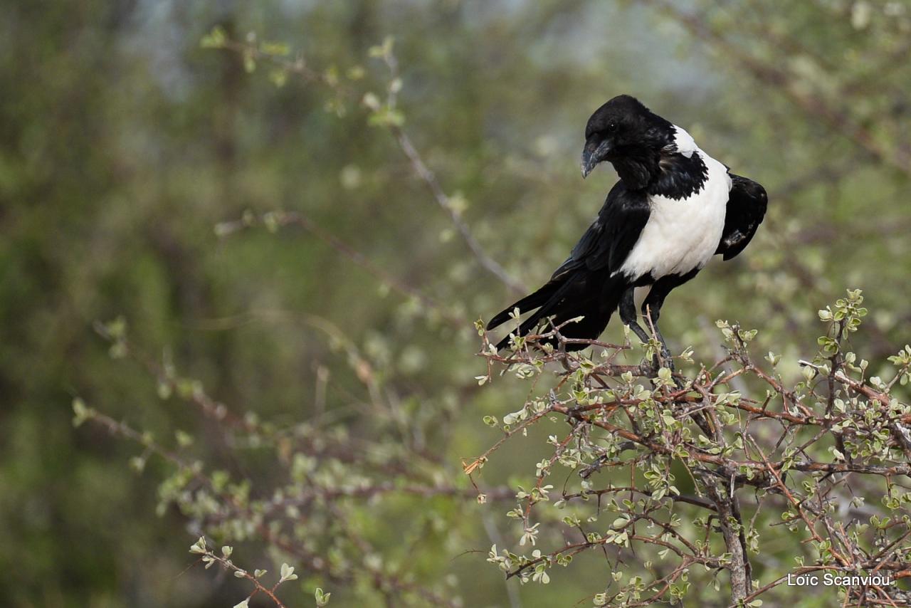 Corbeau pie/Pied Crow (1)