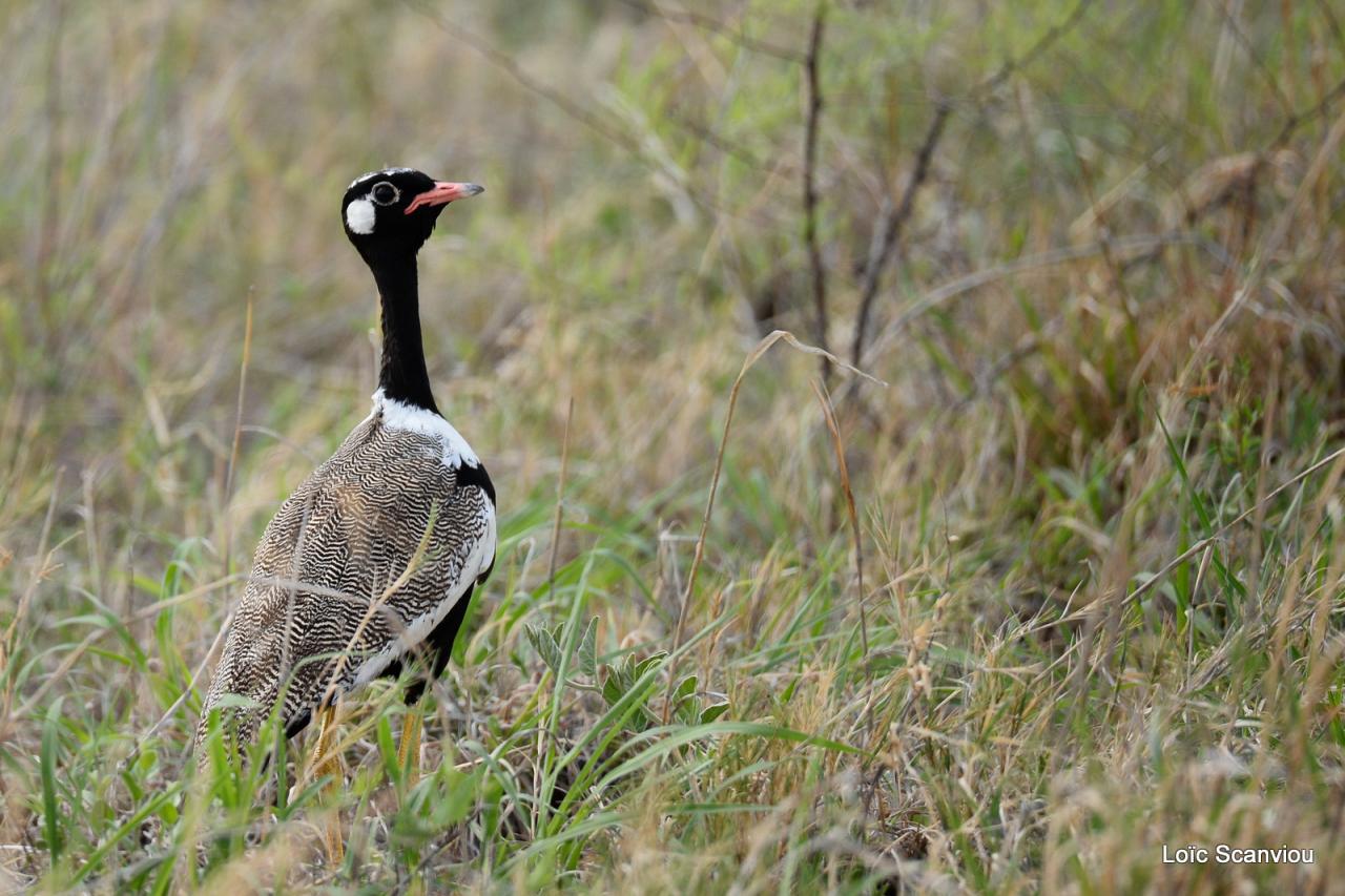 Outarde à miroir blanc/Northern Black Korhaan (1)