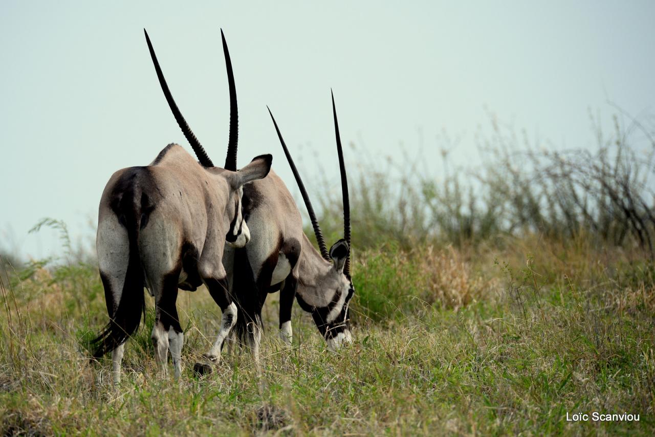 Oryx gazelle/Gemsbok (1)