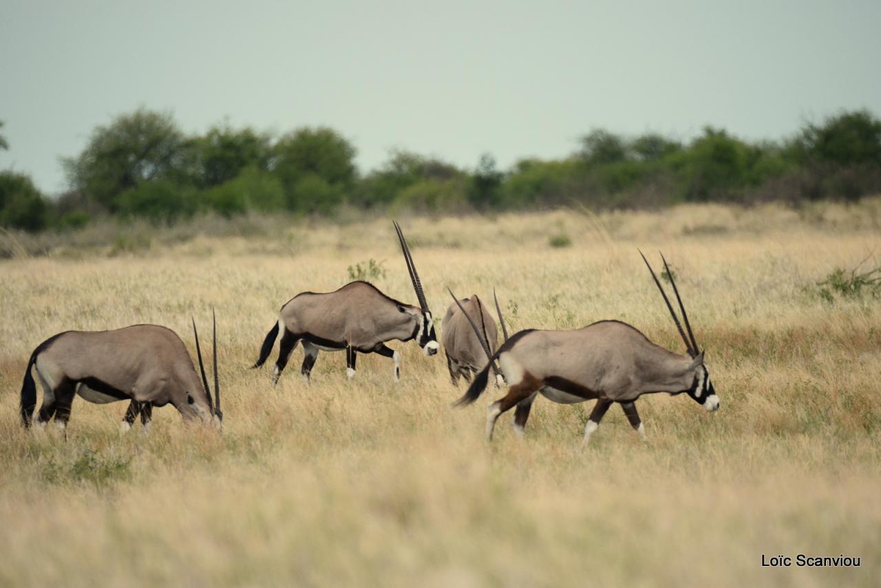 Oryx gazelle/Gemsbok (2)