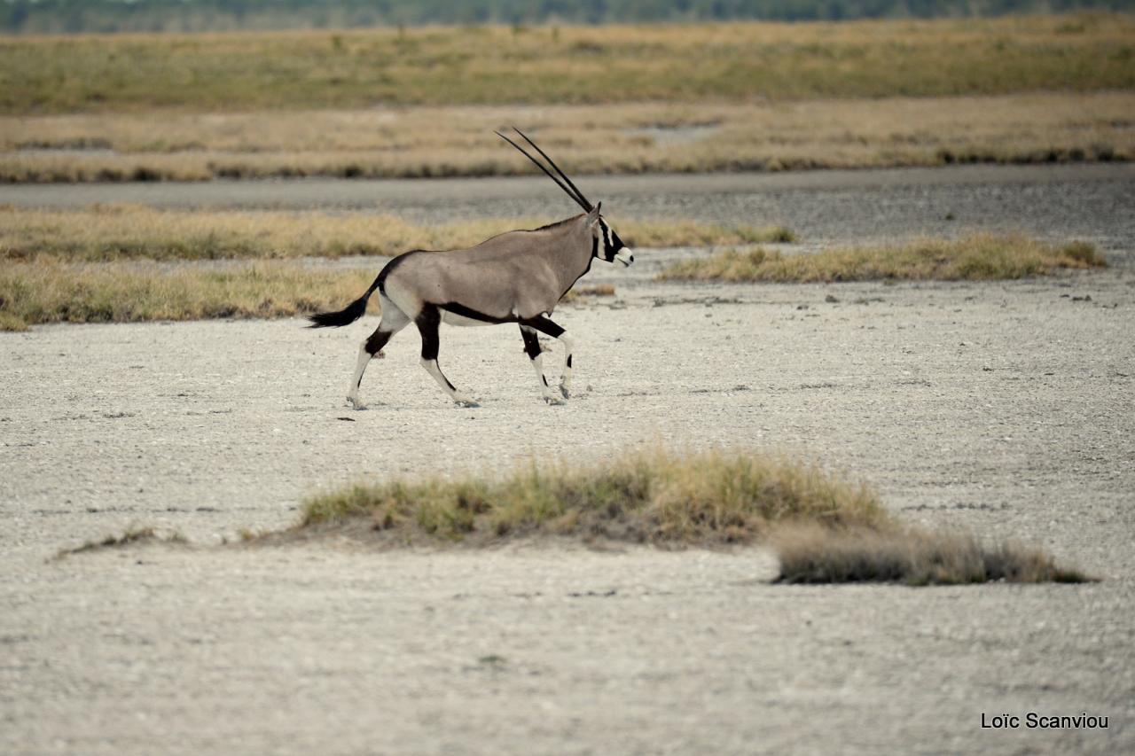 Oryx gazelle/Gemsbok (3)