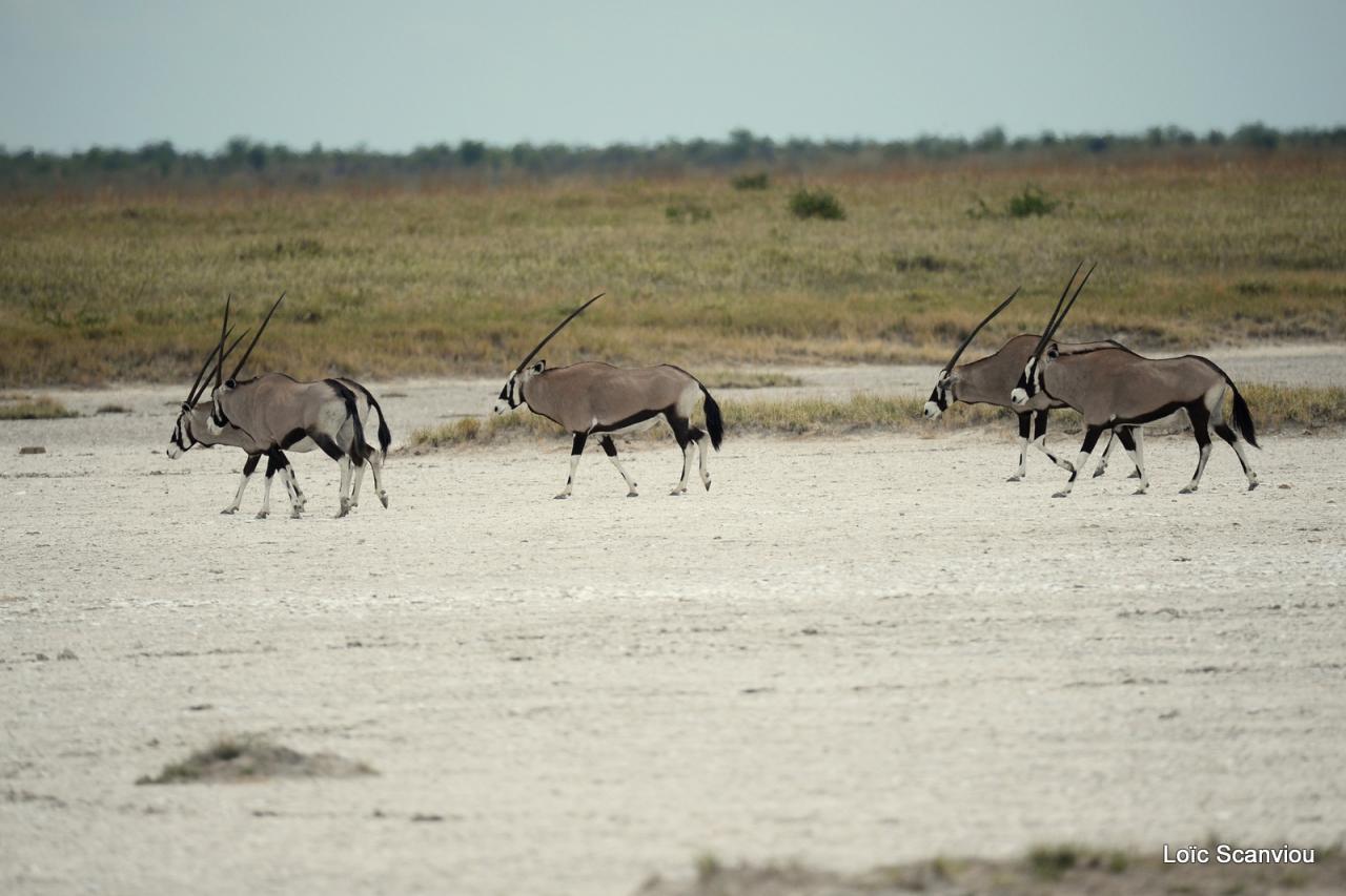 Oryx gazelle/Gemsbok (4)