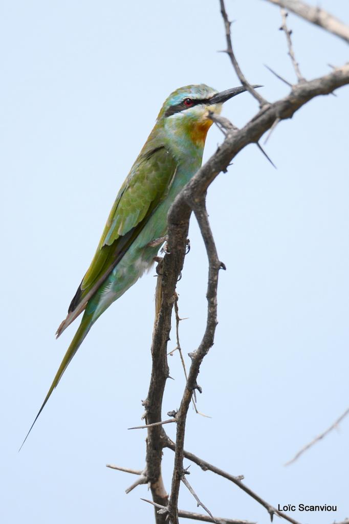 Guêpier de Perse/Blue-cheecked Bee-Eater (1)