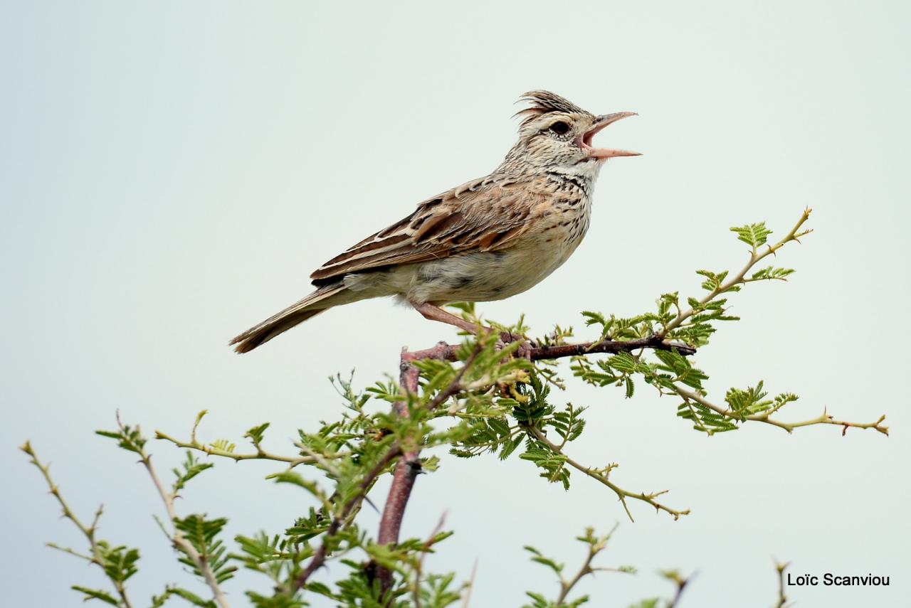 Alouette à nuque rousse/Rufous-naped Lark (1)