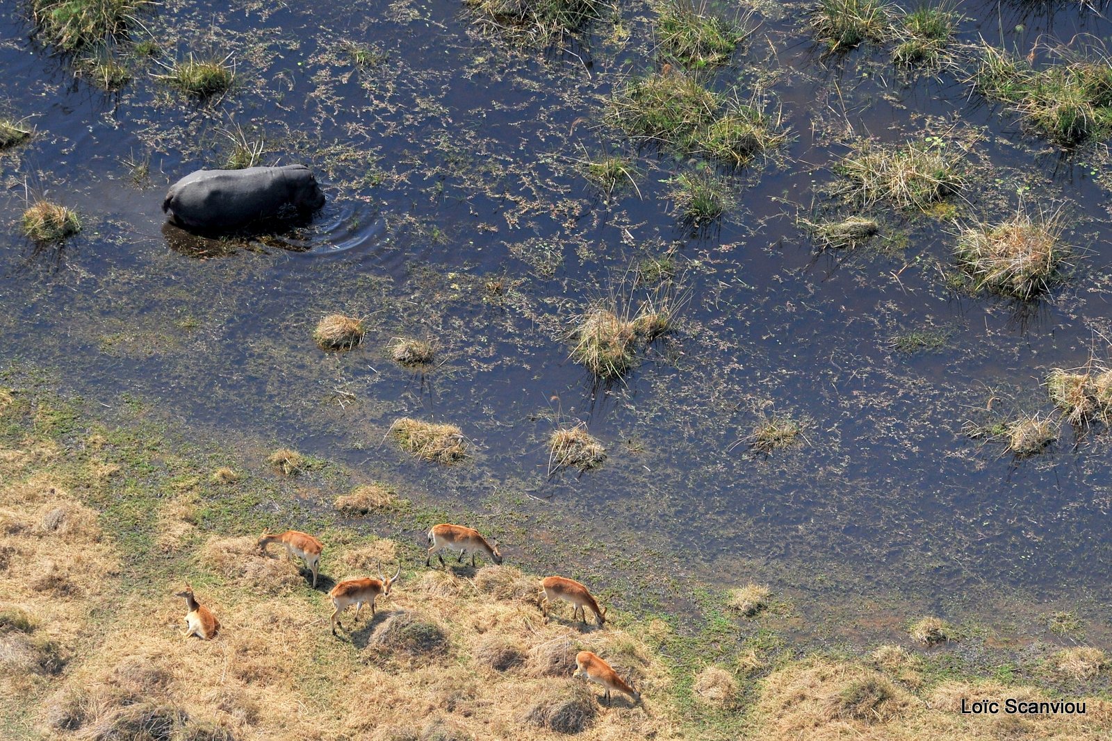 Hippopotame amphibie/Hippopotamus (1)