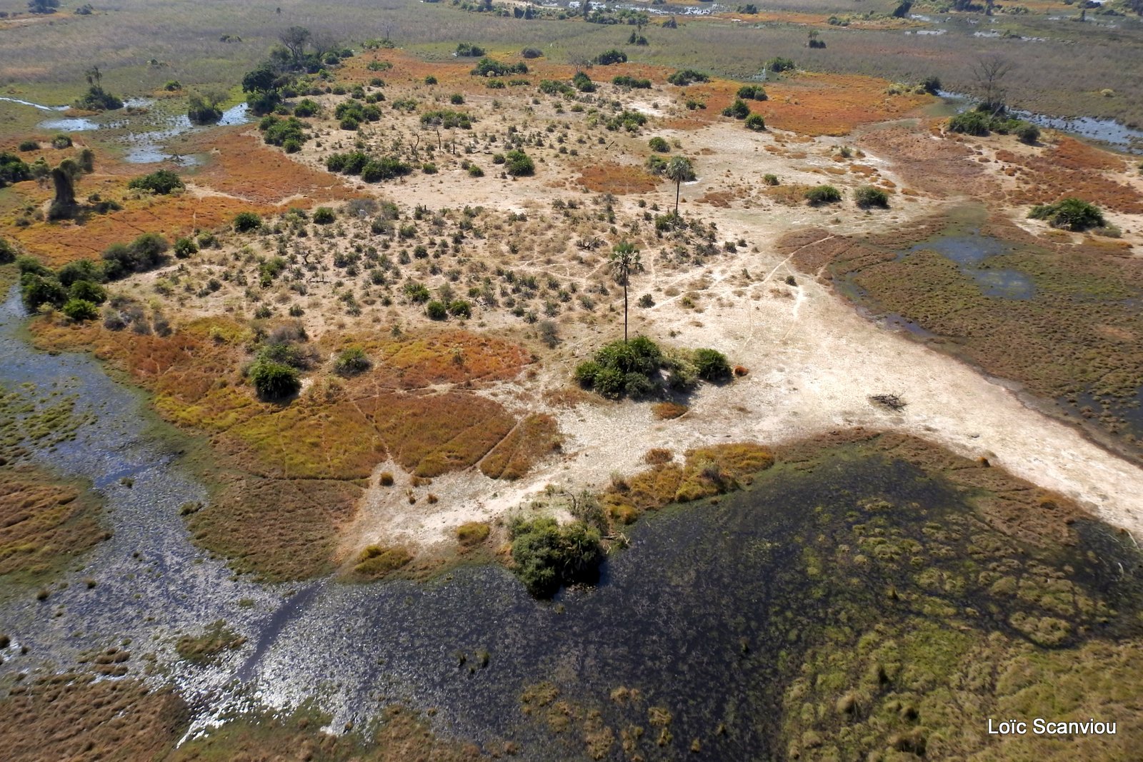 Okavango (100)