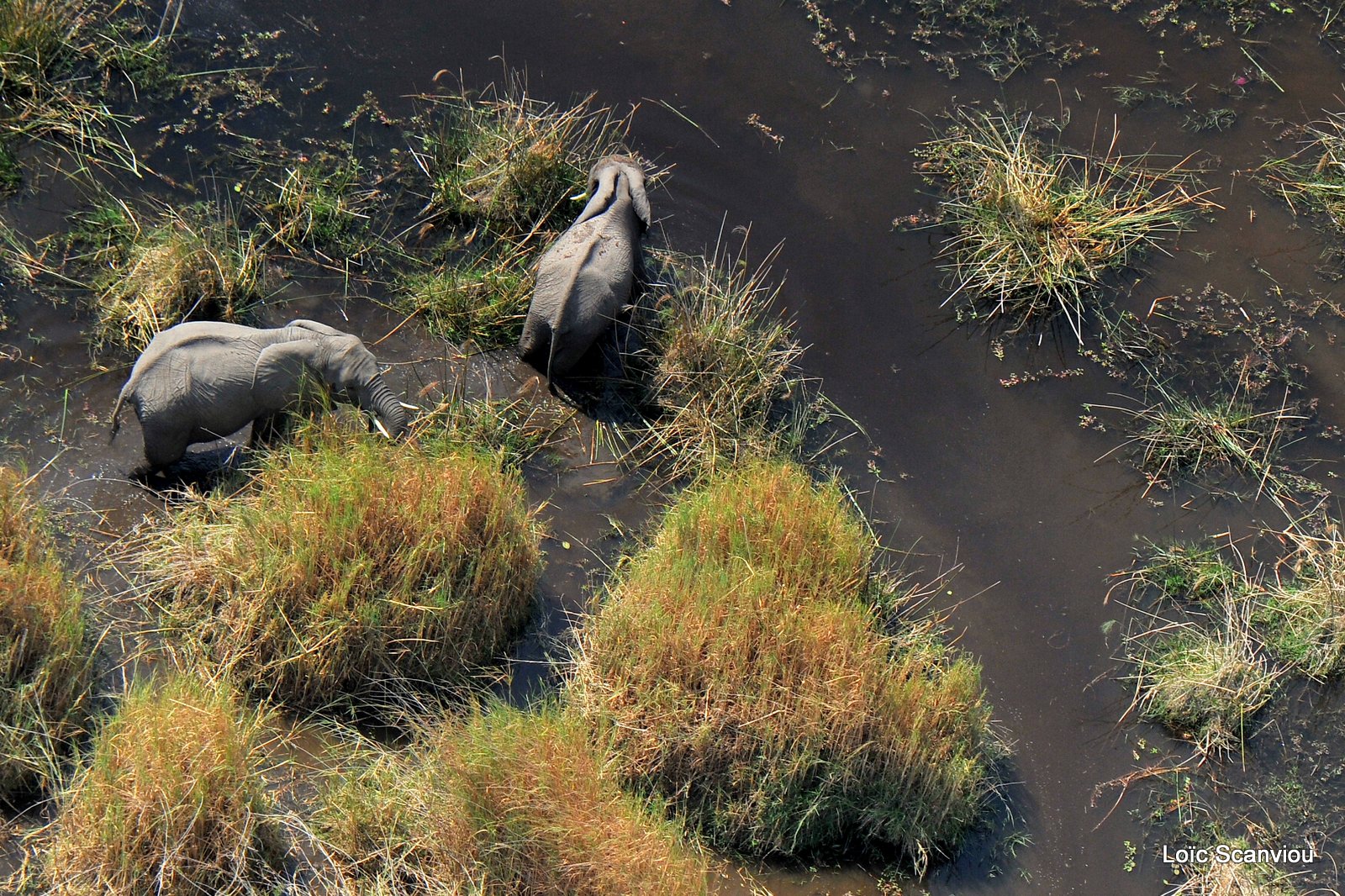 Eléphant d'Afrique/African Elephant (1)