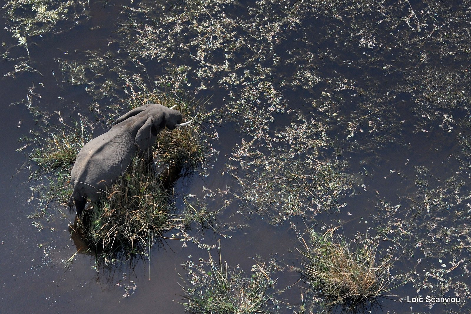 Eléphant d'Afrique/African Elephant (2)