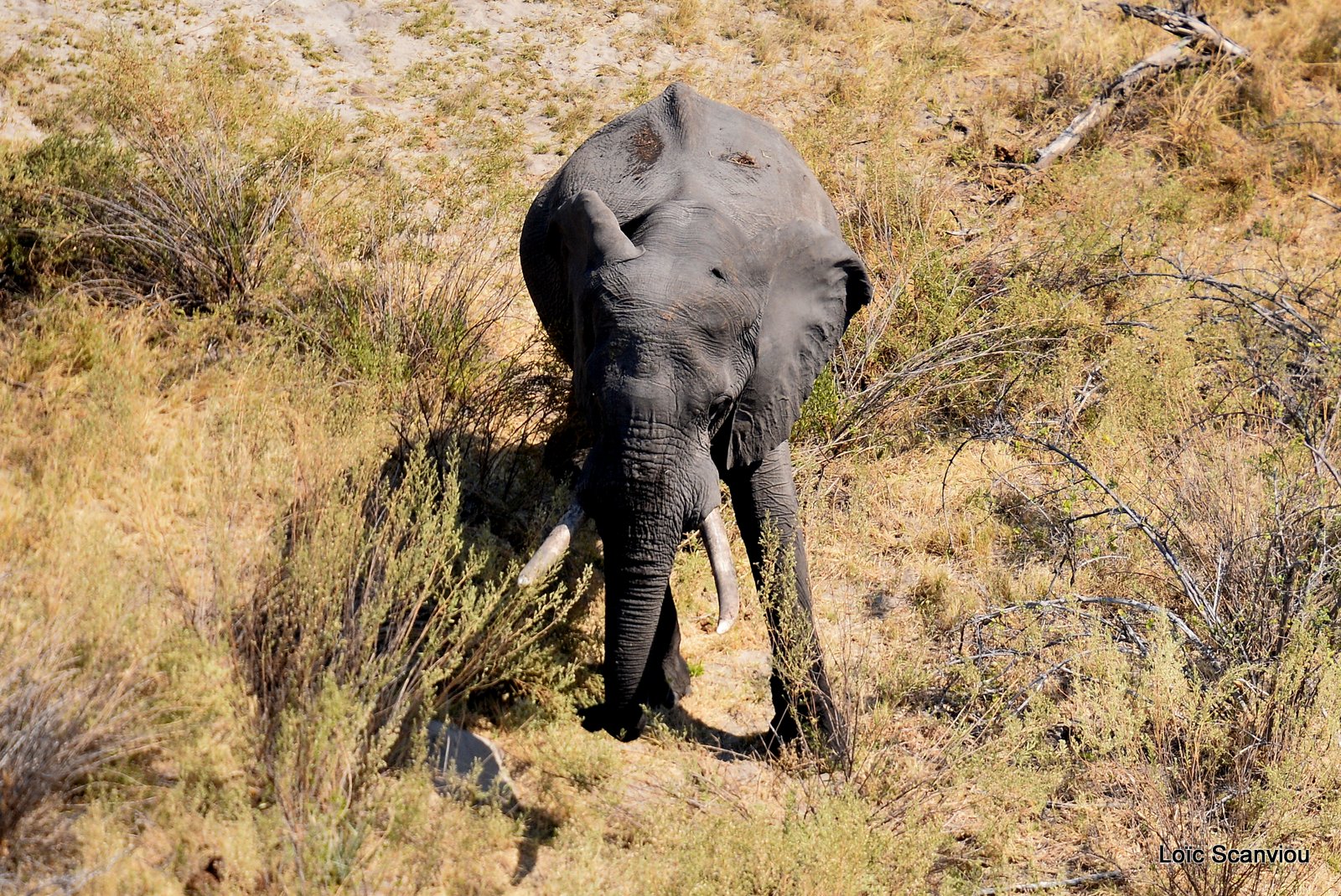 Eléphant d'Afrique/African Elephant (3)