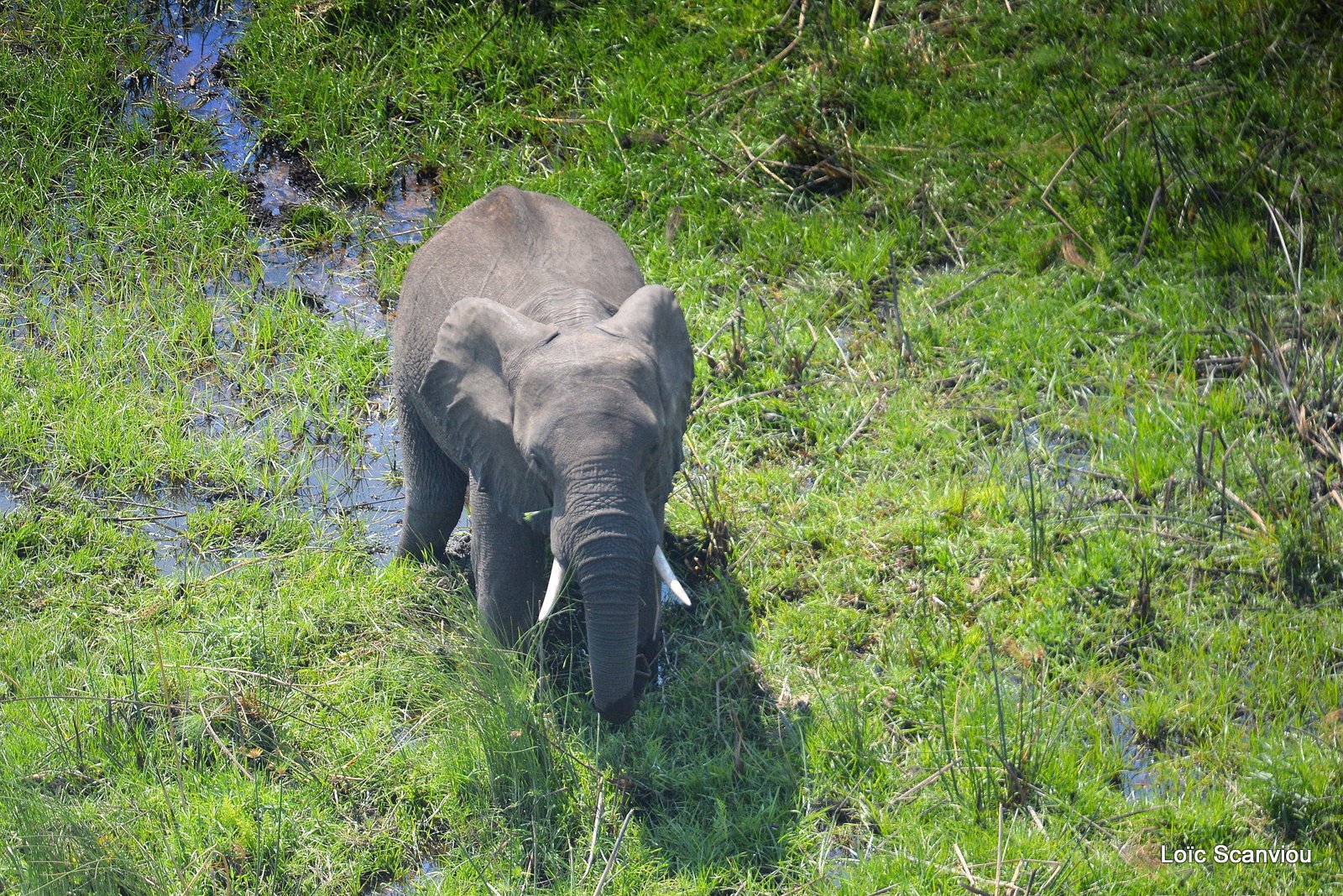 Eléphant d'Afrique/African Elephant (4)