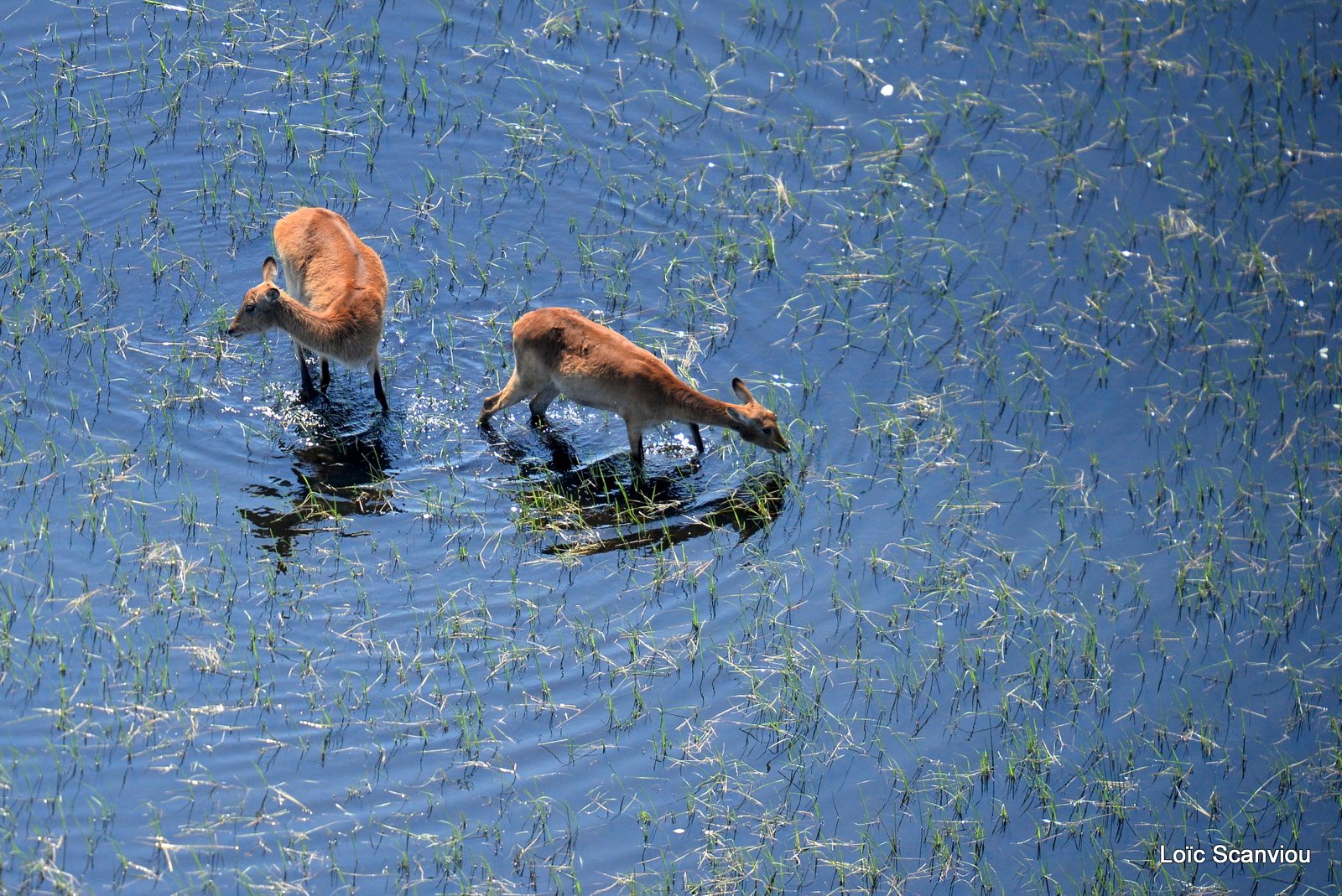 Cobe de Lechwe/Red Lechwe (1)