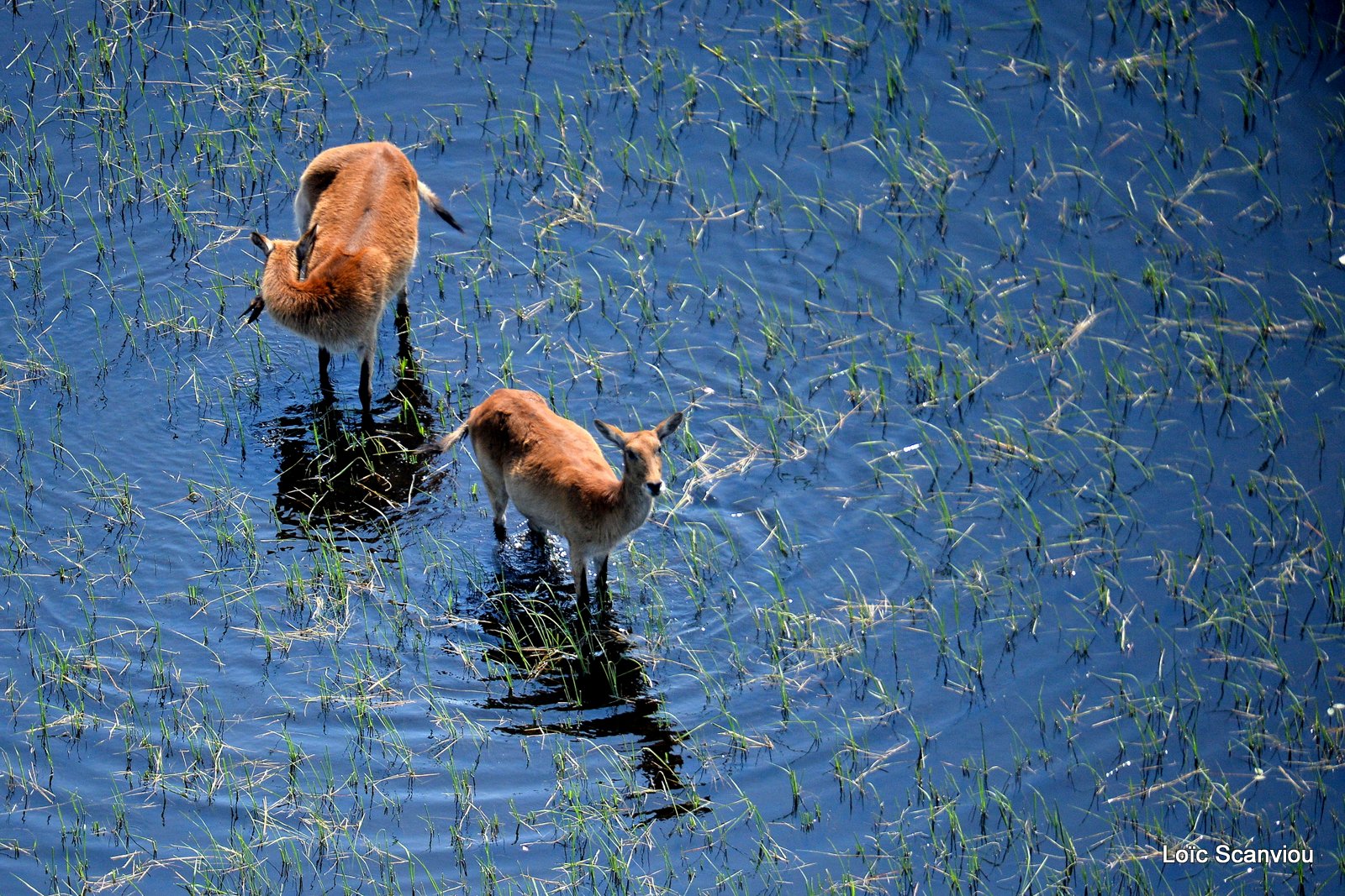 Cobe de Lechwe/Red Lechwe (2)