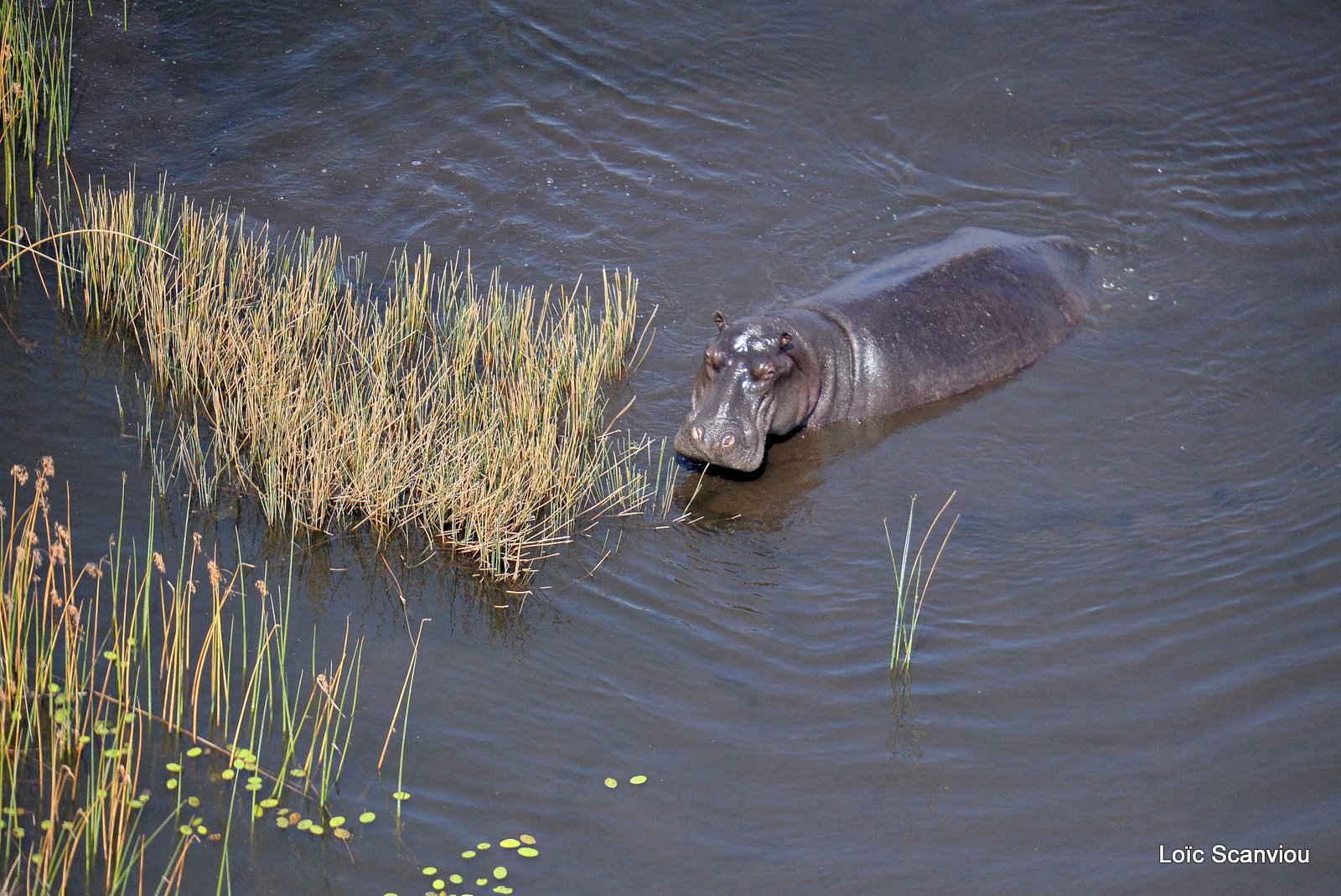 Hippopotame amphibie/Hippopotamus (3)