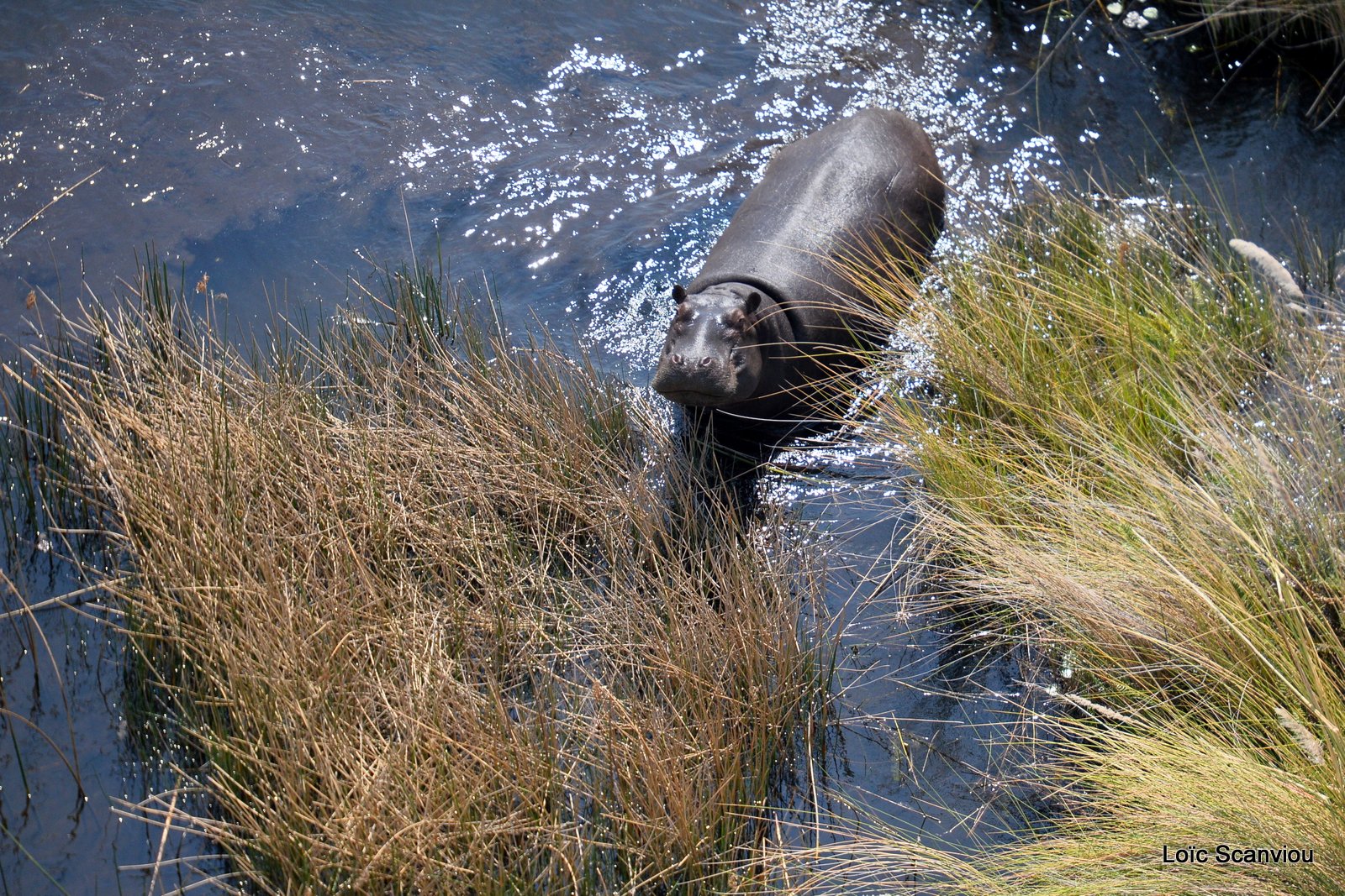 Hippopotame amphibie/Hippopotamus (4)