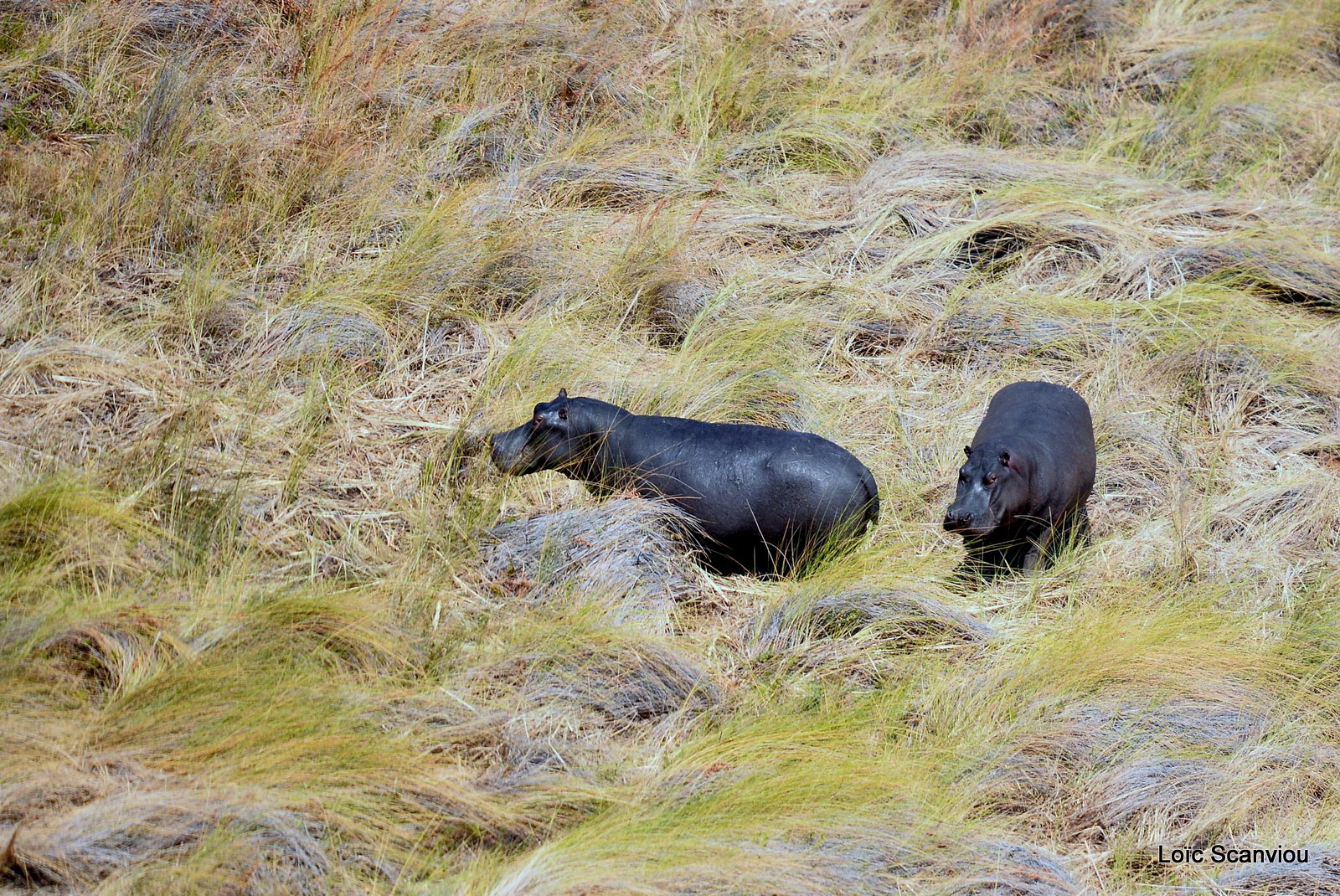 Hippopotame amphibie/Hippopotamus (5)