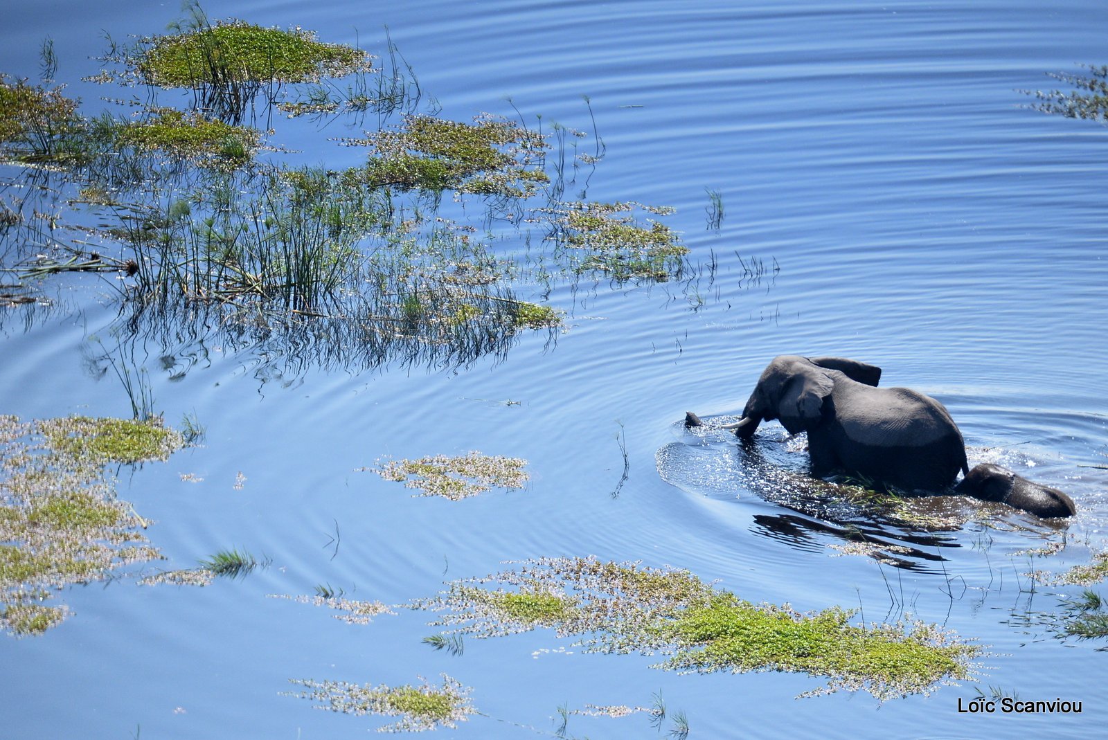 Eléphant d'Afrique/African Elephant (5)