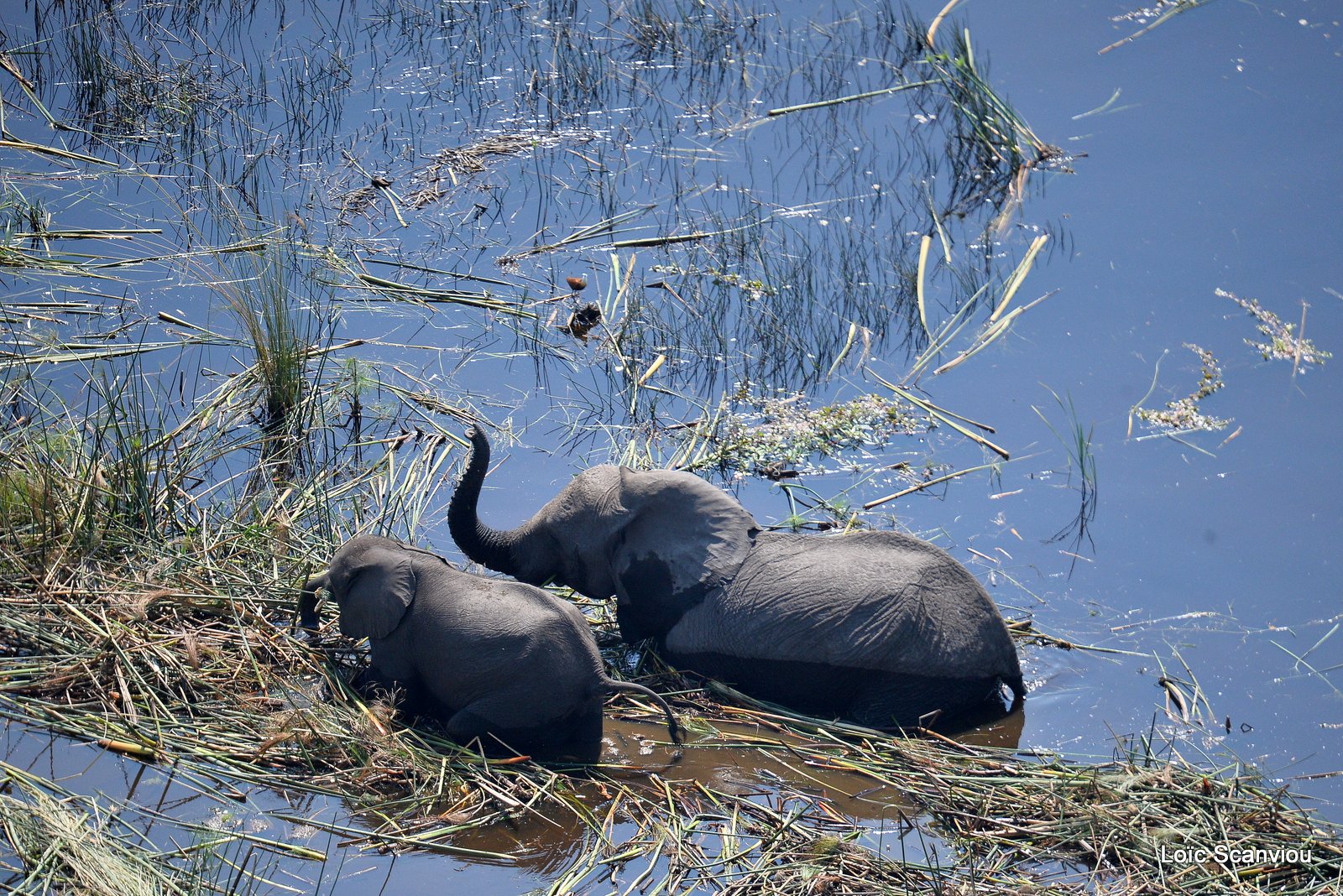 Eléphant d'Afrique/African Elephant (6)