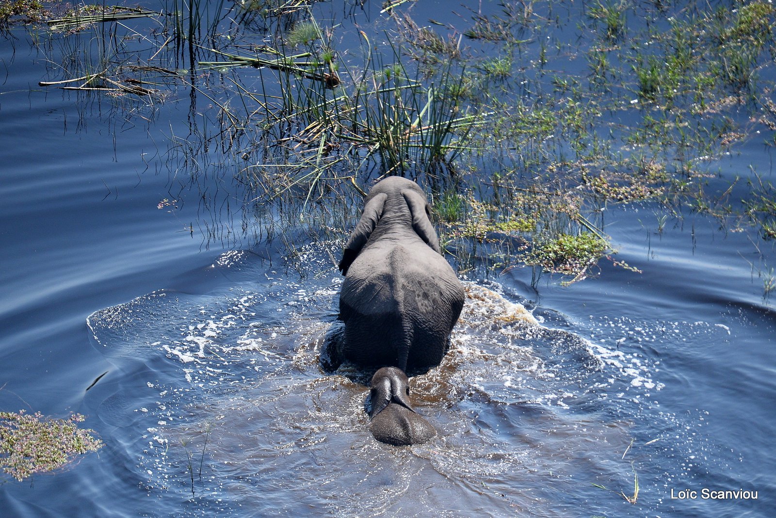Eléphant d'Afrique/African Elephant (7)