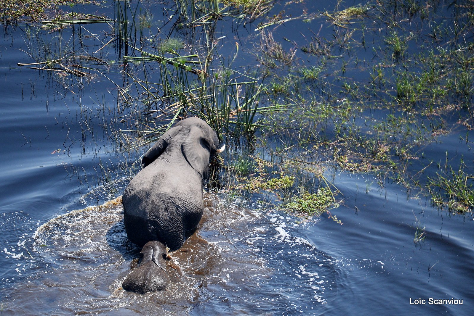 Eléphant d'Afrique/African Elephant (8)