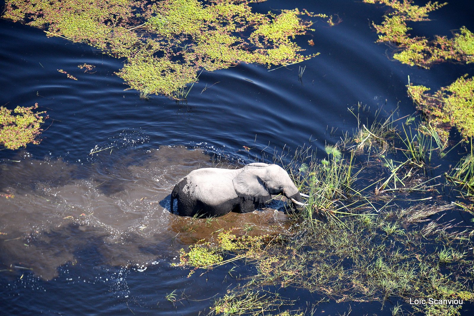 Eléphant d'Afrique/African Elephant (9)