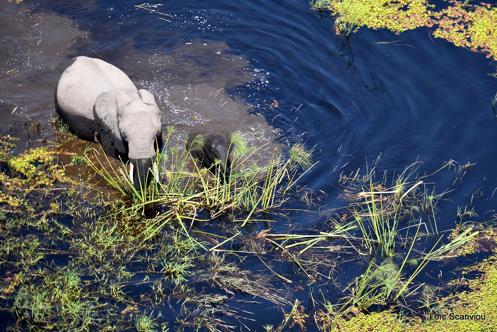 Eléphant d'Afrique/African Elephant (10)