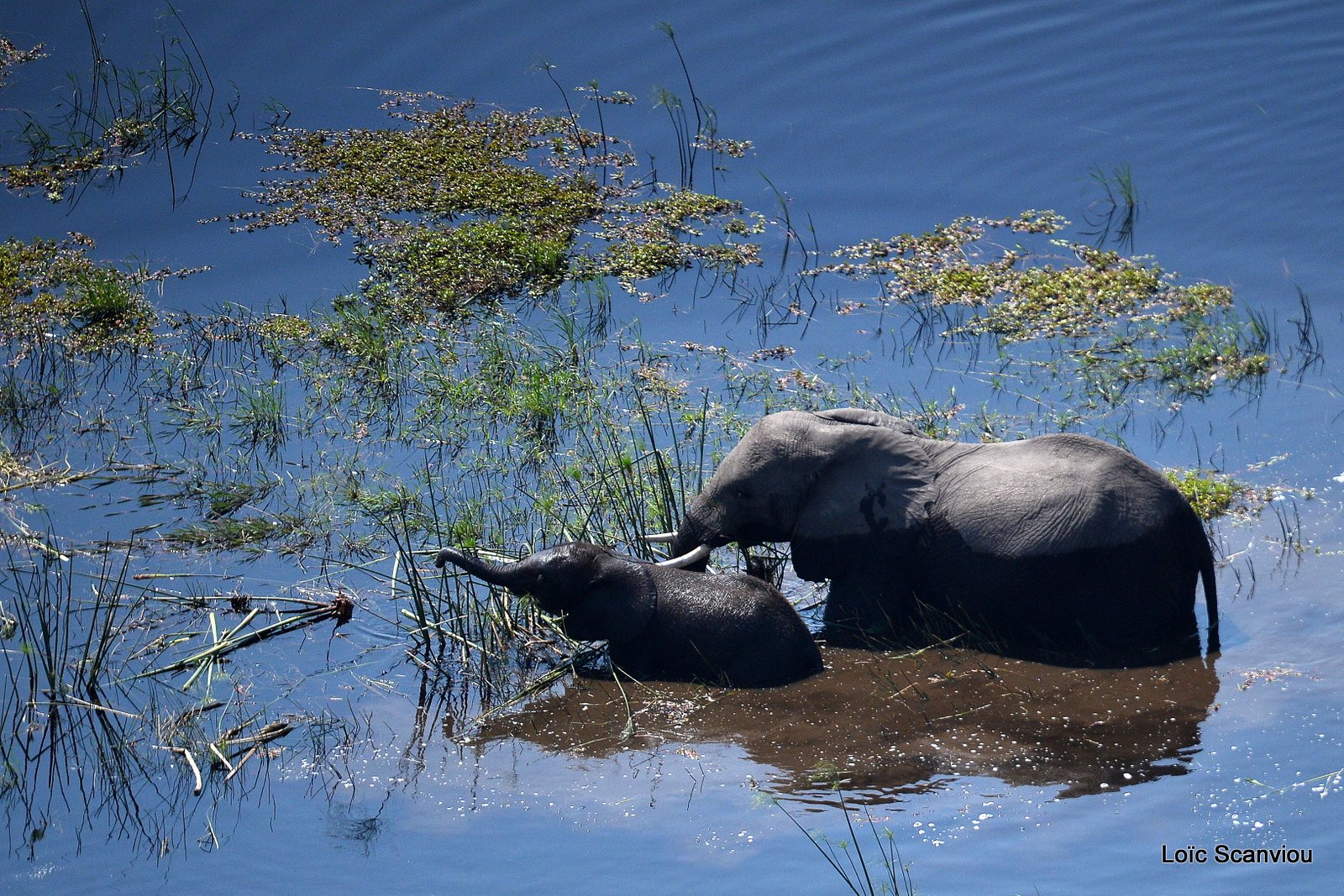 Eléphant d'Afrique/African Elephant (12)