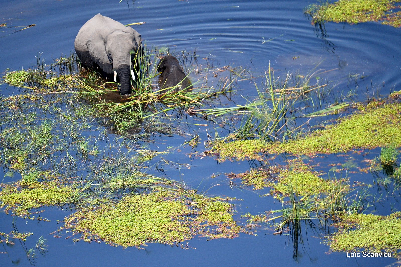 Eléphant d'Afrique/African Elephant (14)