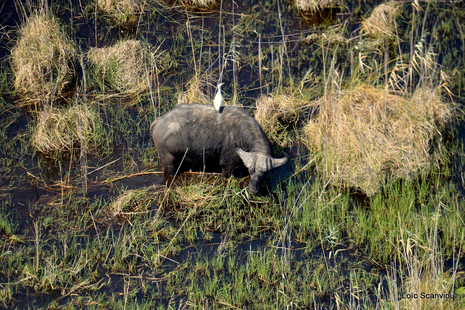 Buffle d'Afrique/Cape Buffalo (1)