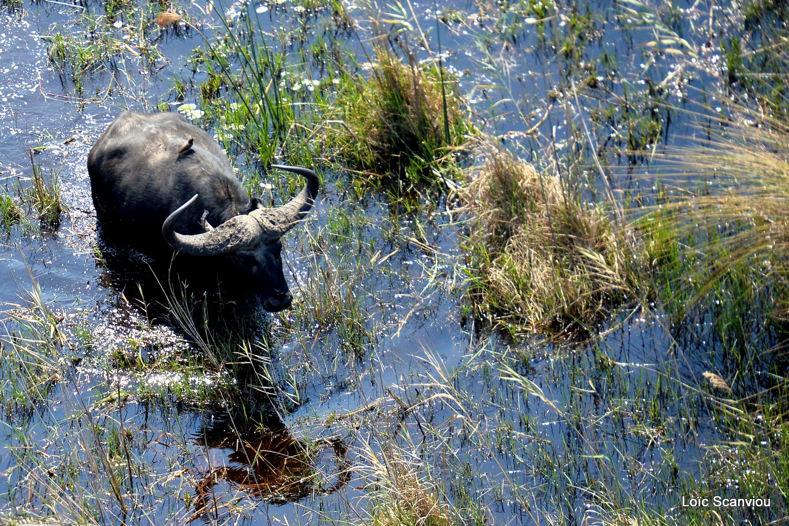 Buffle d'Afrique/Cape Buffalo (2)