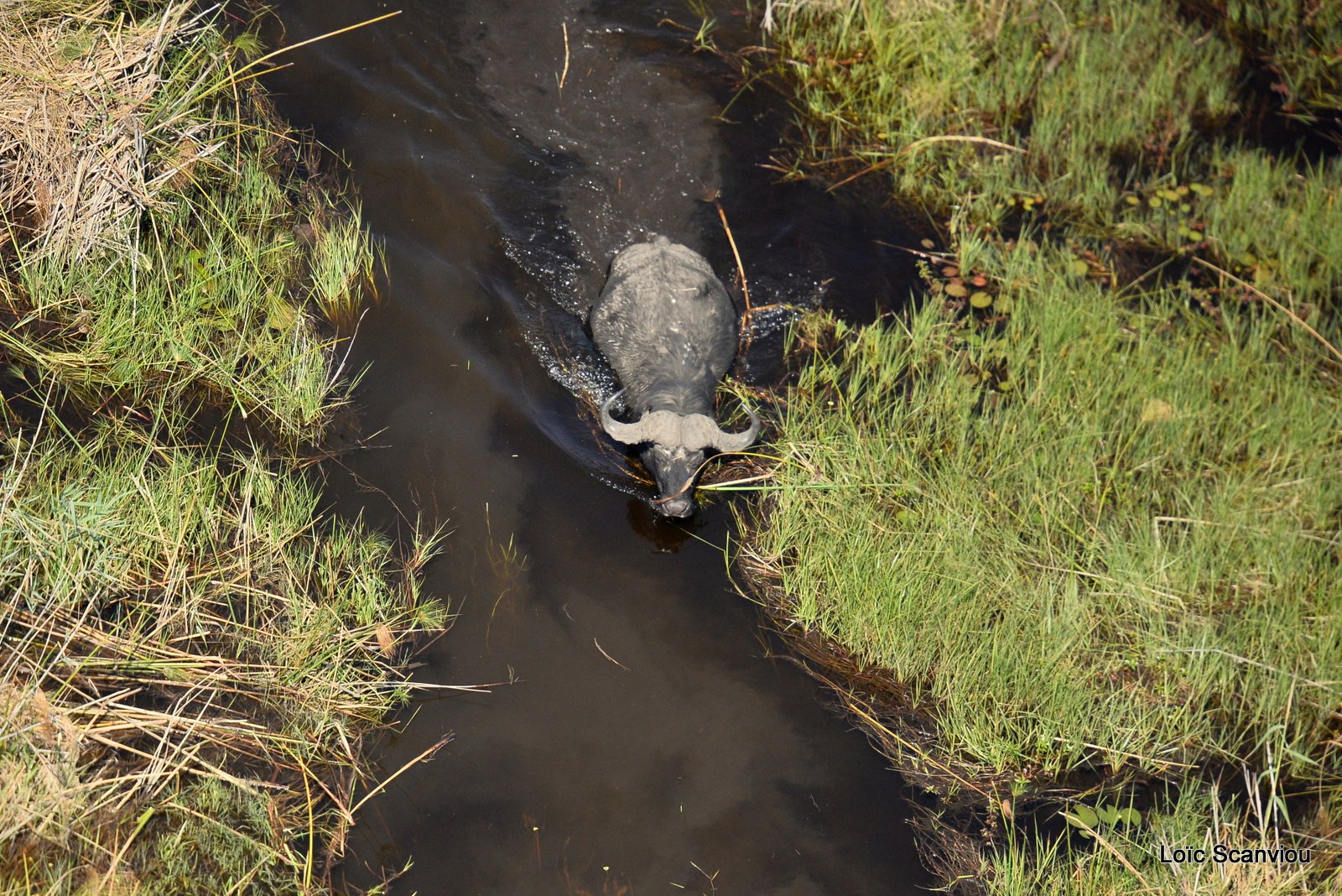 Buffle d'Afrique/Cape Buffalo (3)