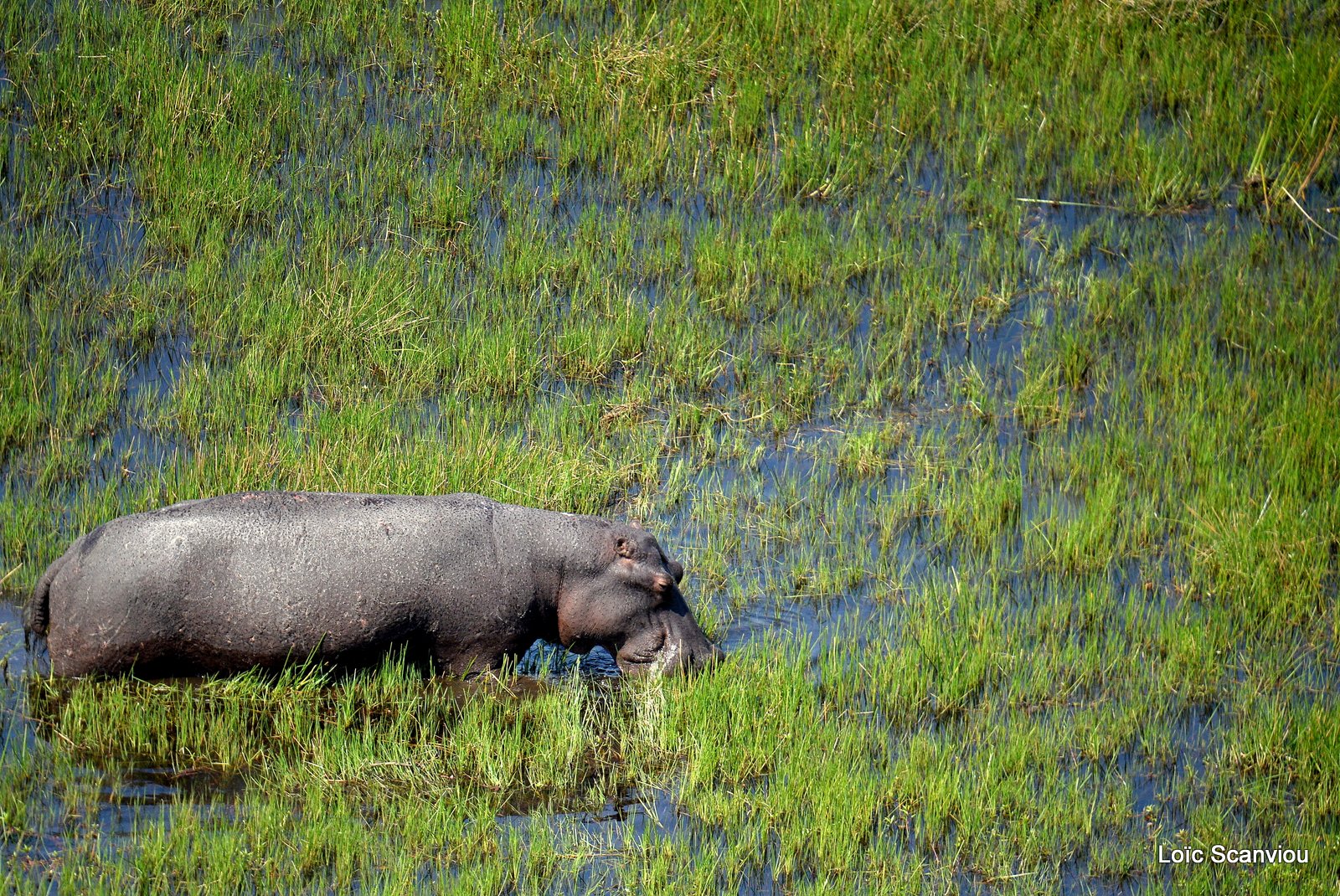 Hippopotame amphibie/Hippopotamus (7)
